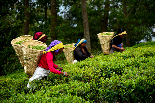 Jardin de thé Jun Chiyabari Népal
